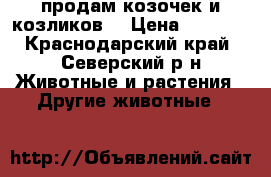 продам козочек и козликов  › Цена ­ 4 000 - Краснодарский край, Северский р-н Животные и растения » Другие животные   